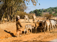 Cattle herd