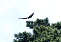 Grey Heron - Odawarra